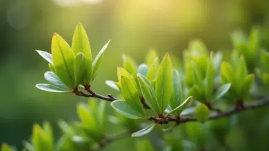 jak pěstovat eukalyptus na zahradě – Praktický průvodce pěstováním eukalyptu na zahradě