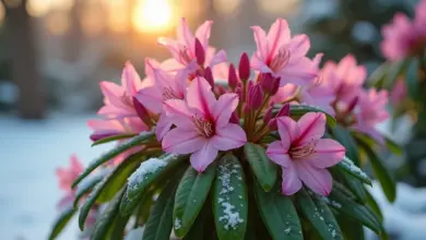 Účinné způsoby, jak zachránit rododendron před zimou