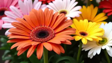 gerbera v květináči jak se o ni starat – Péče o gerberu v květináči: Jak zajistit krásné kvetení