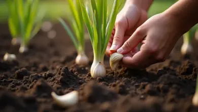 jak hluboko sázet česnek – Optimální hloubka sázení česneku pro úspěšnou sklizeň