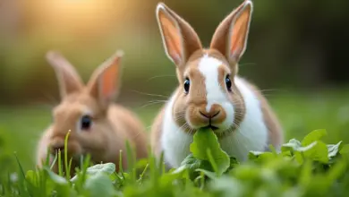 co může jíst králík za zeleninu - Jakou zeleninu může králík bezpečně jíst a čemu se vyhnout