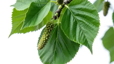 betula pendula a její význam v přírodě - Ekologický význam Betula pendula v přírodě