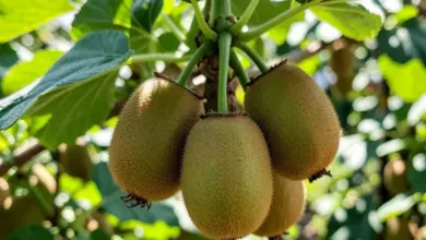 kiwi ovoce jak ho pěstovat - Jak pěstovat kiwi ovoce: praktický průvodce pro zahradu i domov