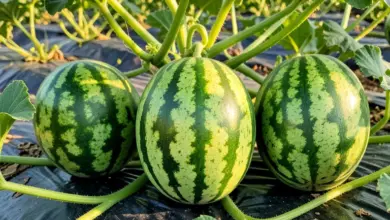 Jak na pěstování melounů na zahradě: praktický průvodce