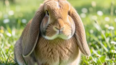beran anglicky plemeno a jeho vlastnosti - Beran anglicky plemeno - ilustrační foto