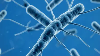 escherichia coli co to je a jak se chránit - Escherichia coli - ilustrační foto