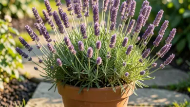Lavandula angustifolia pěstování a péče - ilustrační foto