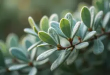 mrazuvzdorný eukalyptus pěstování tipy – Jak úspěšně pěstovat mrazuvzdorný eukalyptus v českých podmínkách