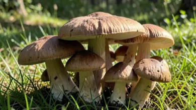 popis houby jak je správně identifikovat - Popis houby - ilustrační foto