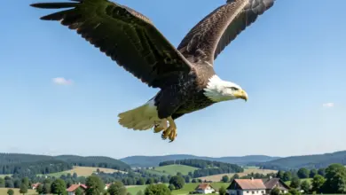 dravci jak je chránit a chovat - Dravci - ilustrační foto