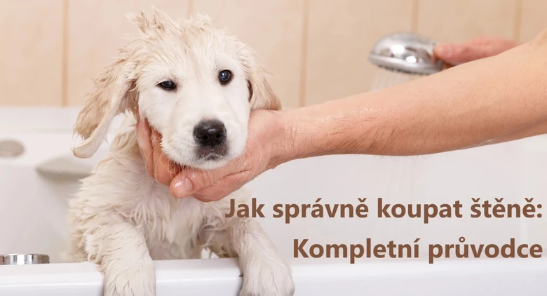 Štěně se koupe pod sprchou v koupeli.