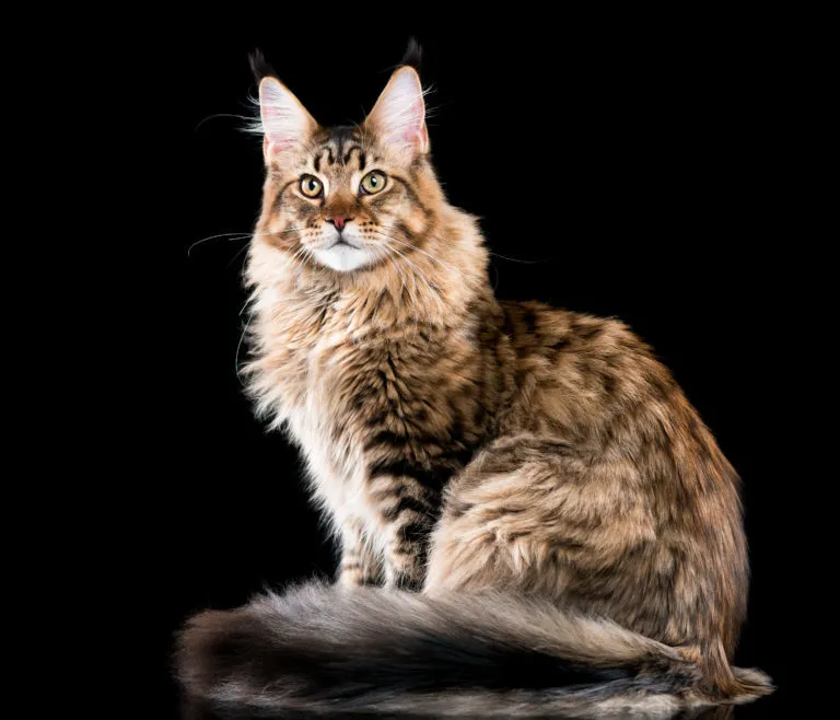 Hnědá kočka Maine Coon sedí na černém pozadí.