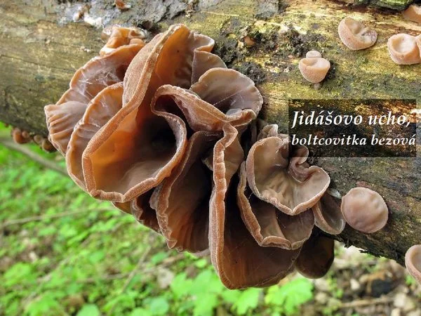 Jidášovo ucho rostoucí na kmeni stromu v lese.