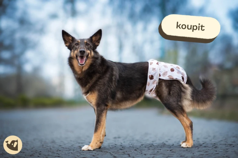 Fena s ochranným kalhotkem při prvním hárání