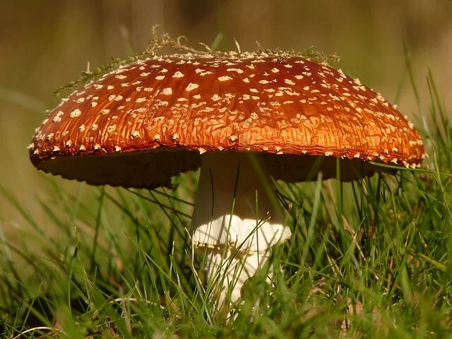 Červený muchomůrka s bílými skvrnami na trávníku
