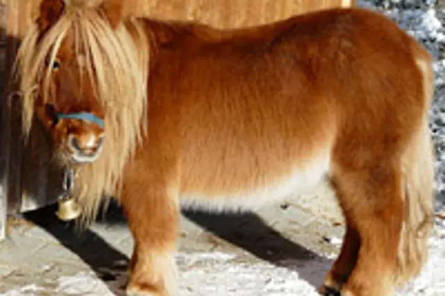 Hnědý shetlandský pony s zvonkem stojí ve sněhu.