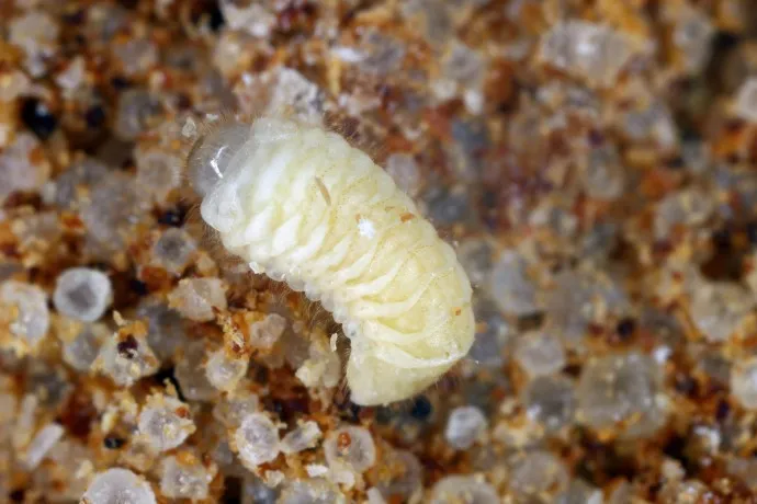 Larva červotoče spížního na zrnitém povrchu.