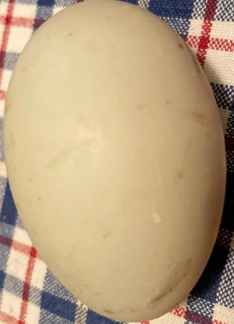 Kachní vejce leží na pruhovaném ubrusu.