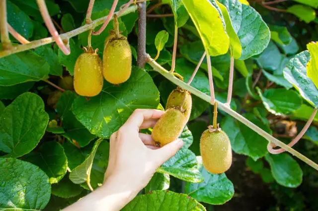 Rukou se dotýká zralé zlatavá kiwi na keři.