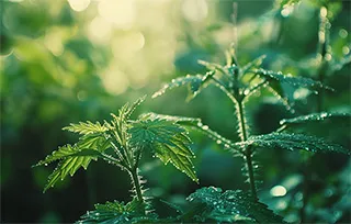 Nettle plant leaves