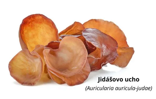Sušené houby jidášovo ucho na bílém pozadí