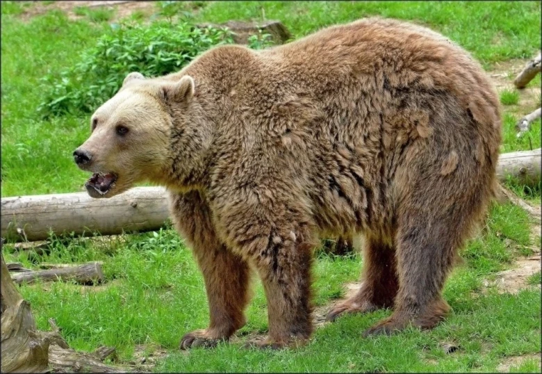 Hnědý medvěd stojí na trávníku v přírodním prostředí.