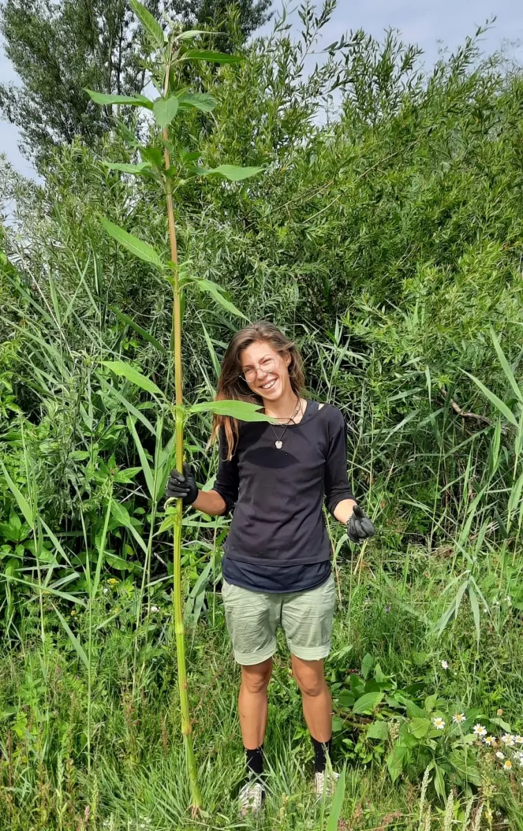 Netýkavka žláznatá – popis, pěstování a likvidace