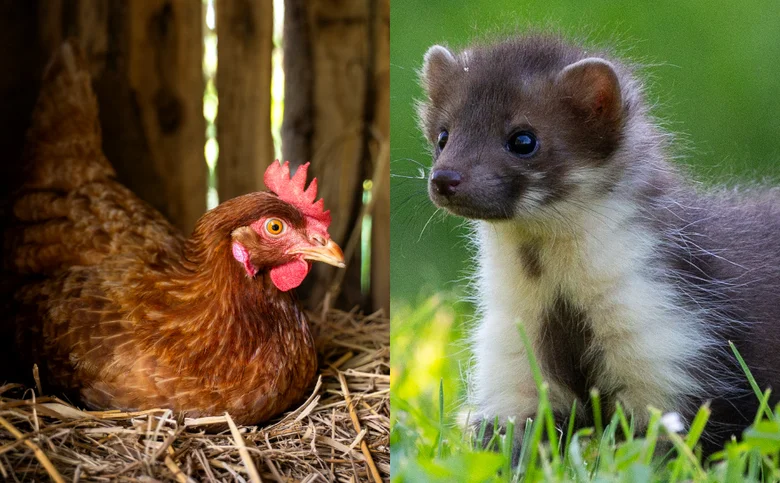 Kuna americká a slepice – jak je chránit