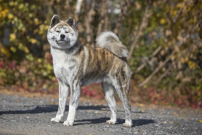 Akita Inu stojí na štěrkové cestě s podzimním pozadím.