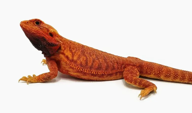 Portrétní záběr na oranžovou agama vousatou s bílým pozadím.