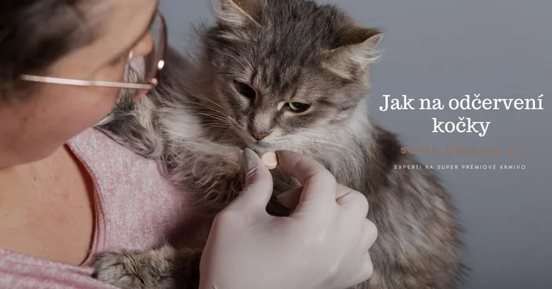 Osoba podává kočičce tablet proti červům.