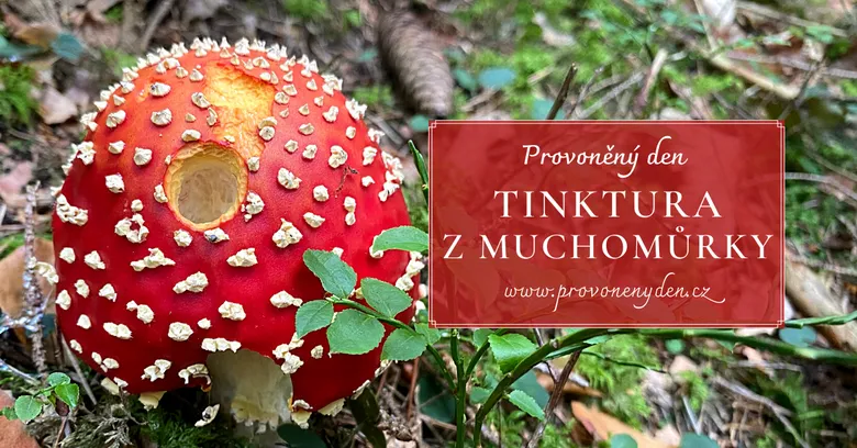 Červená muchomůrka pro přípravu tinktury v lese