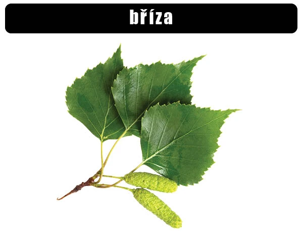 Listy a strobily břízy na bílém pozadí