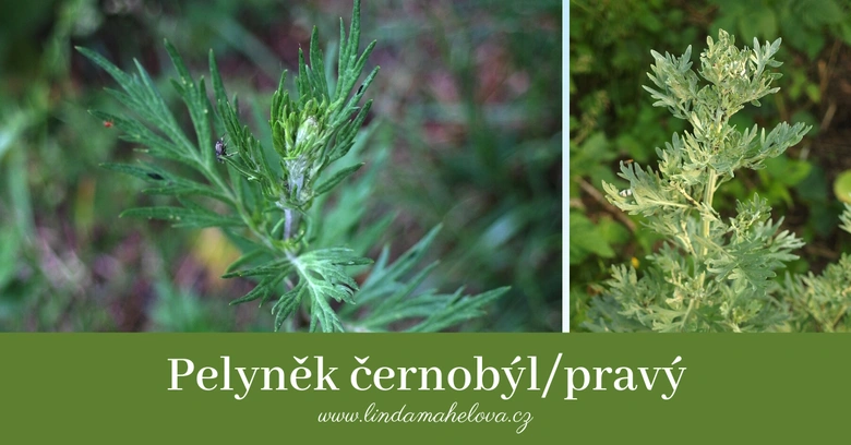 Dvě fotografie rostliny pelyněk černobýl v přírodě