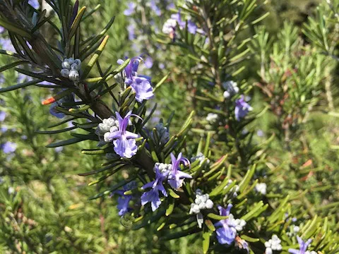 Rosemary plant with flowers
