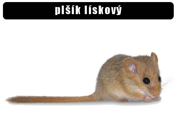Plšík lískový - malý hlodavec s dlouhým ocasem.
