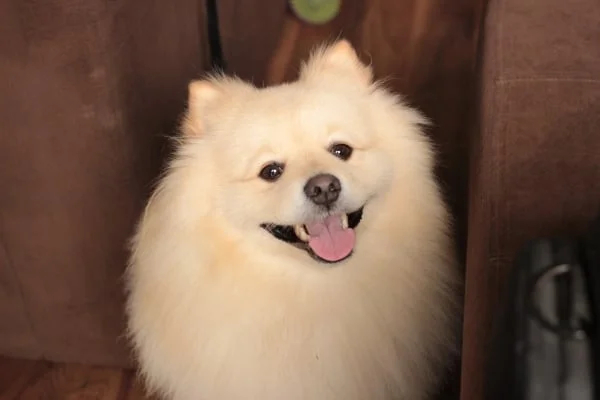 Medium pomeranian dog