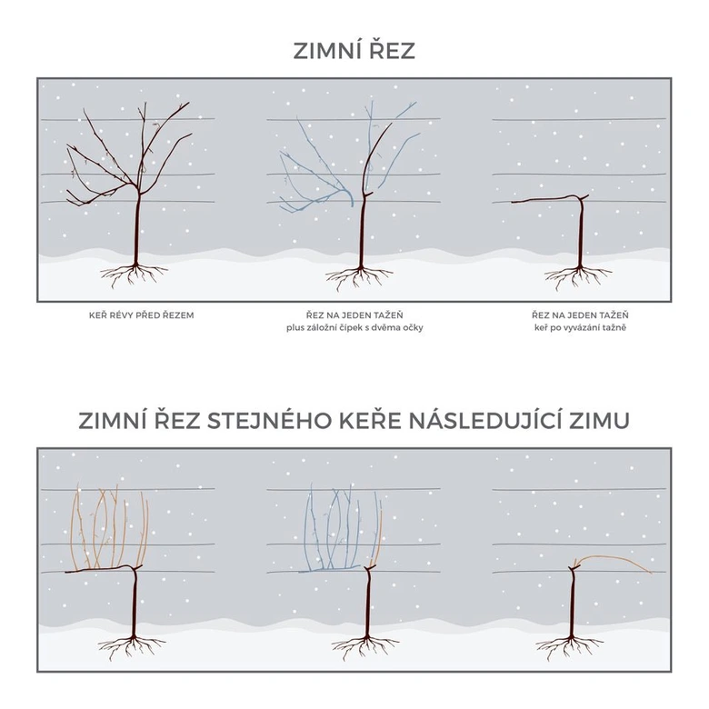 Zimní řez vinné révy – ukázka postupů pro bohatou úrodu