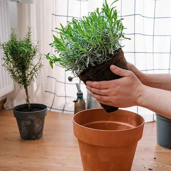 Ruční přesazování rostliny levandule do většího hrnce.