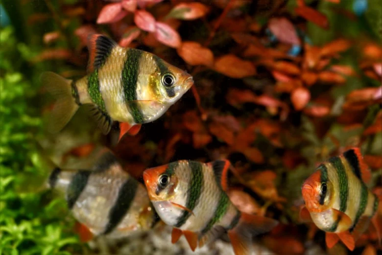 Skupina rybiček parmička čtyřpruhá plavoucí v akváriu s červenými rostlinami.