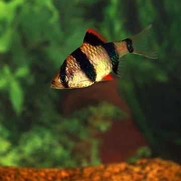 Parmička čtyřpruhá plaví se v akváriu s rostlinami.