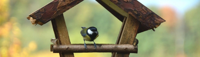 Great tit bird on feeder