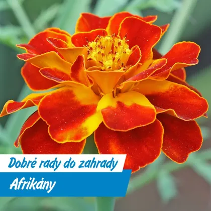 Jasné oranžovo-žluté květ afrikány na zeleném pozadí.