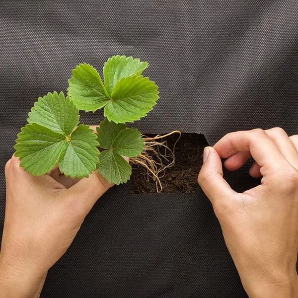 Sazenice jahody se sází do půdy na černé plachtě.
