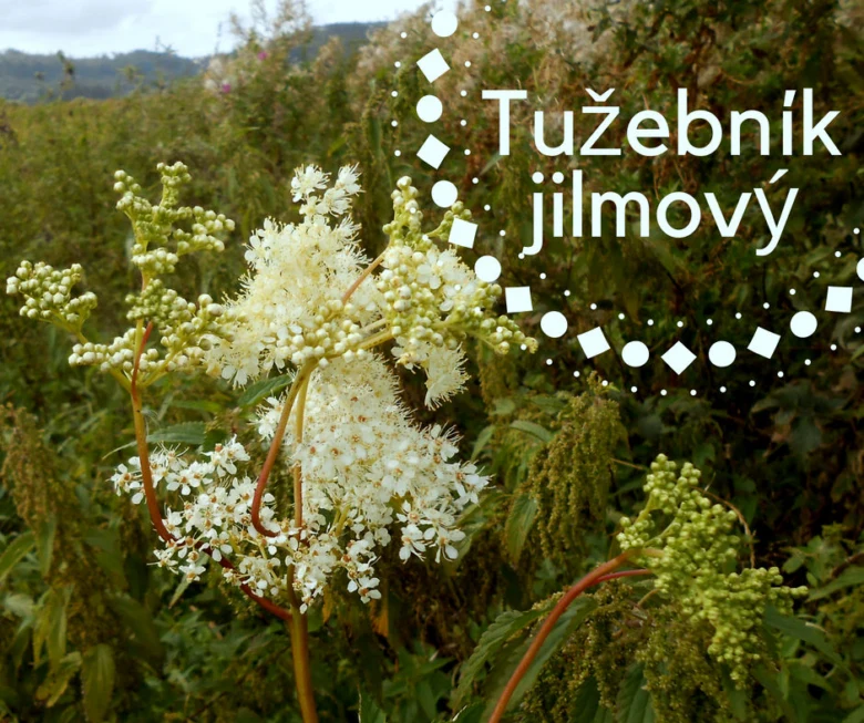 Bílé květy tužečníku jilmového rostoucí na zeleném pozadí.