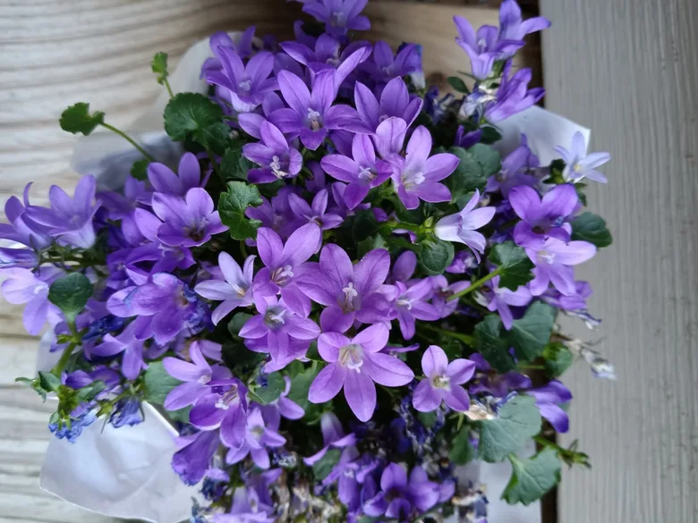Fialové zvonečky Campanula v květu na dřevěném pozadí.