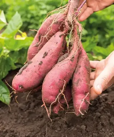 Čerstvě vykopané batáty s kořeny v ruce na pozadí zelené zahrady.