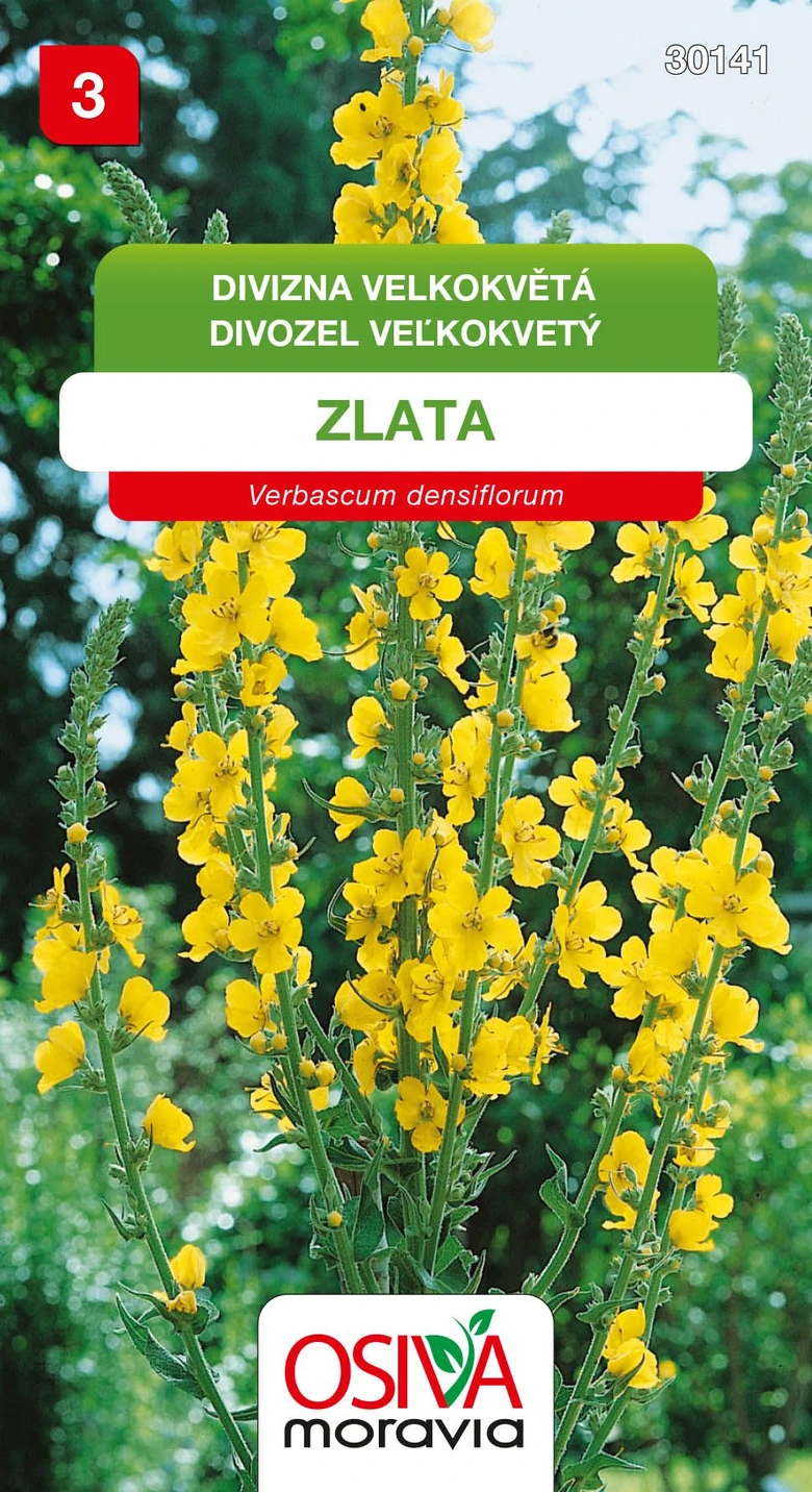Divizna velkokvětá Zlata s žlutými květy na zeleném pozadí.