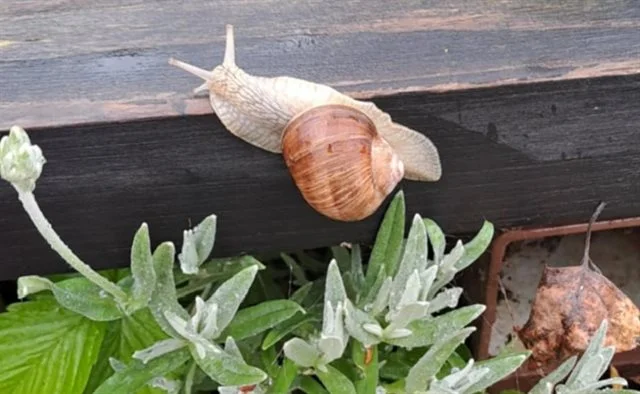 Hlemýžď zahradní se plazí po dřevě nad rostlinami.