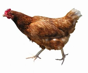 Hnědá slepice chodící po bílém pozadí.